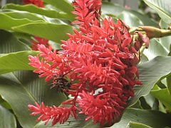 Jamaica06 (547)